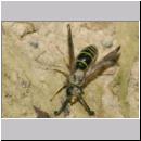 C-Odynerus spinipes - Gemeine Schornsteinwespe m02b 11mm.jpg